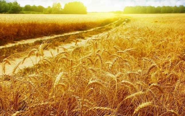 面粉机：面粉厂家如何选购优质小麦